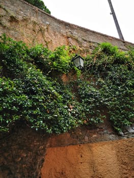 A weathered wall is covered in lush green vines and shrubs, highlighting a rustic lantern that hangs above a warm-toned surface in a historic setting.