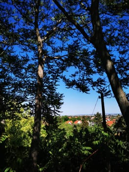 A tranquil countryside setting showcases a distant horizon through gaps in the trees, under a clear blue sky. The lush greenery enhances the peaceful atmosphere.