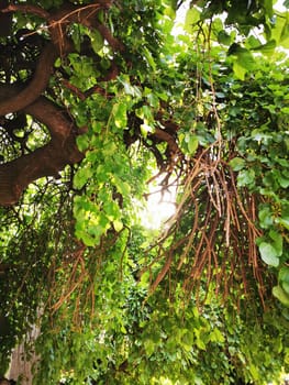 A thick canopy of green leaves and branches intertwines above, filtering sunlight and creating a peaceful ambiance. The scene captures nature's tranquility on a bright day.