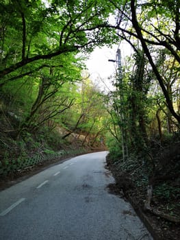 A peaceful winding road surrounded by dense trees and vibrant greenery showcases early morning calmness, inviting exploration and adventure.