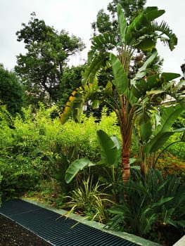 A vibrant tropical garden features a tall palm tree surrounded by lush green plants and shrubs, creating a serene and peaceful atmosphere on an overcast day.