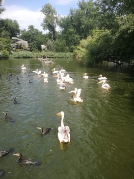 Several pelicans and ducks float gracefully in a serene pond, with vibrant greenery framing the peaceful waters under a clear blue sky.