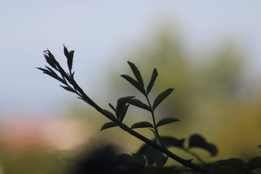 The slender branch of a plant reaches upward, silhouetted against a softly blurred background of trees. Morning light casts gentle shadows.