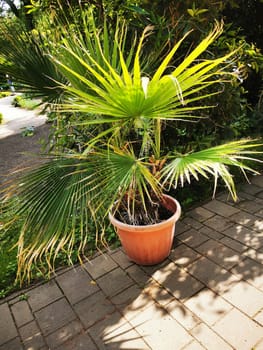 This palm plant is thriving in a terracotta pot, basking in sunlight outdoors. The surrounding greenery enhances its tropical appeal during a bright day.
