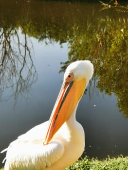 A white pelican is poised near a calm pond, highlighting its striking long bill. The surrounding greenery reflects beautifully in the water, creating a serene atmosphere.