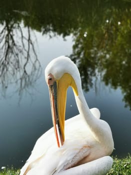 A graceful pelican is seated near the tranquil lake, reflecting the soft morning light. Lush trees frame the peaceful atmosphere, enhancing its beauty.