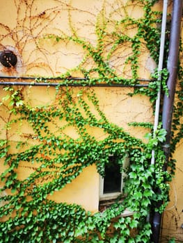 A thick blanket of green ivy spirals beautifully over an aged yellow wall, with scattered sunlight illuminating a small window. This urban sight evokes tranquility.