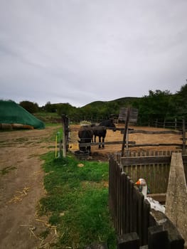 A black horse is calmly positioned beside a wooden fence in a farmyard, while a curious goose observes from behind a small enclosure in the late afternoon light.
