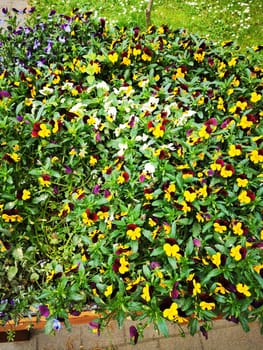 This garden area bursts with a vibrant display of pansies in diverse colors, including yellow, purple, and white, thriving under the sunny spring weather.