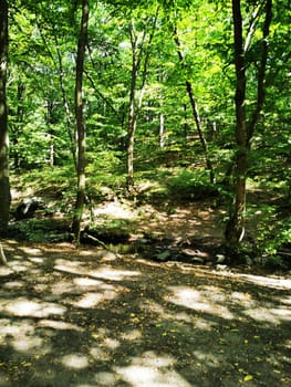 The sun shines through the vibrant green leaves of trees in a peaceful forest, highlighting a quiet pathway and a gentle stream in the background.