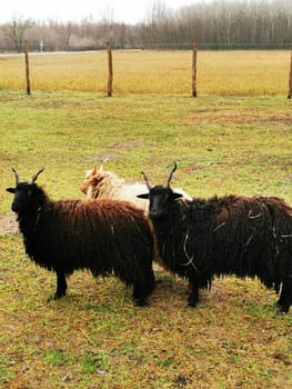 Three goats with distinctively long, shaggy coats are standing close together in a green field. The weather is cloudy, indicating a peaceful rural setting.