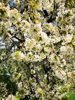 A lush tree is adorned with clusters of delicate white flowers, showcasing nature's beauty and signaling the arrival of spring. Sunlight filters through the blossoms.