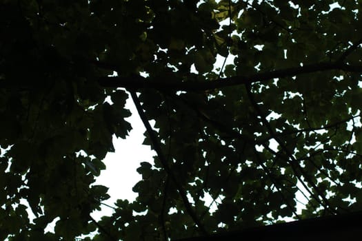 A dense canopy of green leaves creates a striking silhouette against a vibrant sky. The tranquil atmosphere suggests a serene afternoon in a lush garden.