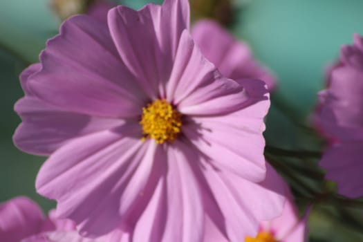 A single pink cosmos flower showcases its vibrant petals and yellow center, illuminated by sunlight, surrounded by softly blurred floral elements in spring.