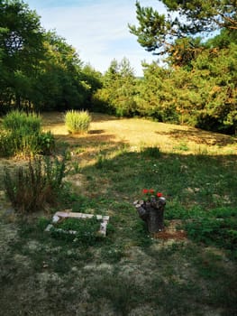 A serene outdoor scene showcasing a rustic stump adorned with colorful flowers amidst grassy patches and lush trees under a clear sky during daylight.