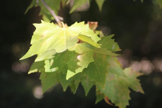 Sunlight filters through vibrant green leaves on a branch, creating a serene atmosphere in a peaceful park during a warm afternoon.