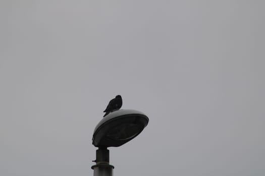 A bird rests on top of a streetlamp, silhouetted against an overcast sky. The atmosphere suggests a calm, quiet start to the day in the city.