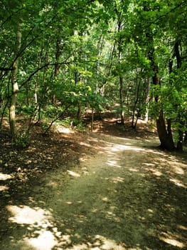 A tranquil forest trail meanders through dense foliage, illuminated by sunlight filtering through the leaves, inviting exploration and relaxation.