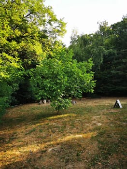 A vibrant green tree occupies a grassy area, surrounded by lush foliage and woodland. The sunlight casts a warm glow, enhancing the tranquil atmosphere.