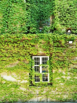 Green vines envelop a weathered brick wall, framing a rustic window that hints at the building's past. The nature-dominated scene captures urban decay and renewal.
