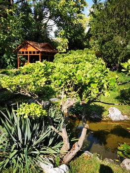 In a tranquil garden, a well-shaped tree stretches its branches near a pond, while a wooden gazebo stands amidst flourishing plants under a clear blue sky.