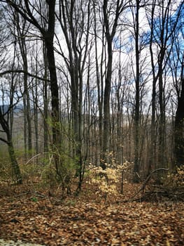 A serene forest area features tall, bare trees with a carpet of fallen leaves covering the ground, set under a cloudy sky. The tranquility of nature is evident.