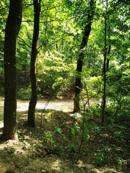 A serene forest path meanders through tall trees, with sunlight dappling the ground and a calm stream nearby. The vibrant greenery enhances the peaceful atmosphere.