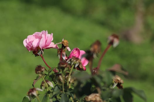 Blooming pink roses stand out against a backdrop of vibrant green foliage, with some nearby petals wilting, showcasing the beauty and fragility of nature.