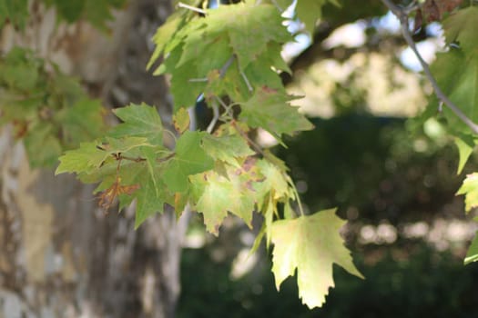 Sunlight filters through the vibrant green leaves of a maple tree in a peaceful garden setting, creating a tranquil atmosphere. The scene captures the essence of nature.