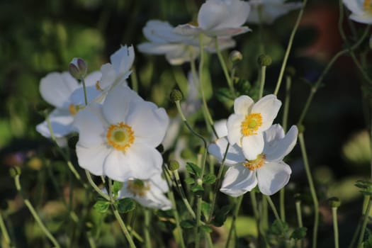 Delicate white anemone flowers thrive in a garden, basking in the gentle morning sunlight, with bright yellow centers surrounded by lush greenery.