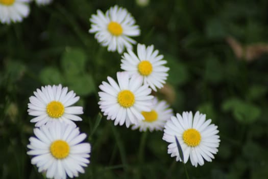 A cluster of white daisies showcases bright yellow centers surrounded by lush green leaves, creating a cheerful atmosphere in a sunny garden.