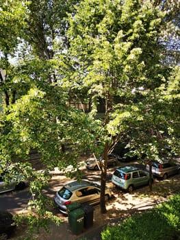 On a sunny day, a lively street is framed by tall trees. Parked cars line the road, creating a serene atmosphere in the neighborhood, inviting casual strolls.