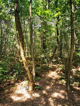 A peaceful forest landscape showcases tall trees and vibrant green foliage. Sunlight streams through the branches, highlighting the forest floor.