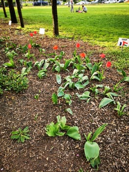 Colorful tulips bloom in a flower bed within a community park, surrounded by lush greenery and people enjoying their day amidst the pleasant spring weather.