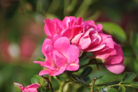 A cluster of vibrant pink roses flourishes amidst green foliage in a garden, basking in the sunlight of a warm spring day.