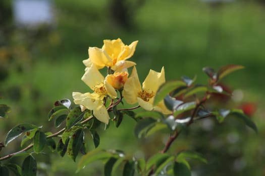 Delicate yellow flowers blossom on a leafy branch in a green space, illuminated by sunlight, creating a serene and beautiful atmosphere in the garden.