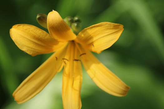 A vibrant yellow flower opens up in a verdant garden, its delicate petals illuminated by the afternoon sun, attracting attention with its beauty and detail.