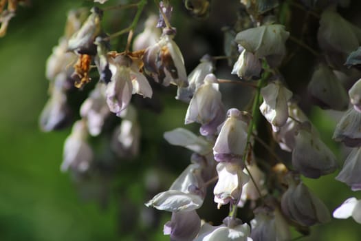 Clusters of purple wisteria flowers dangle elegantly from green vines, showcasing their intricate blooms against a backdrop of lush foliage in spring.