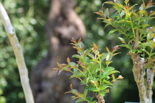New growth emerges on a shrub with bright leaves in a verdant garden. The background highlights a blurred natural setting, creating a tranquil atmosphere.
