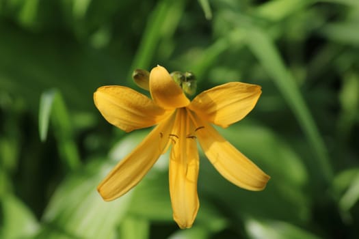 A vibrant yellow flower stands out amid lush green foliage in a garden during spring. Its petals radiate charm, inviting admiration from all who pass by.