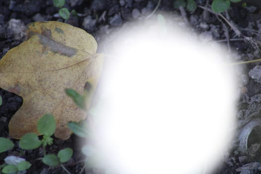 A blurred yellow leaf lies on the ground, partially covered by green plants in a natural environment, capturing the essence of early autumn tranquility.