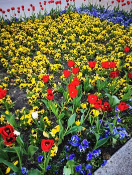 A beautiful display of bright red tulips among a sea of yellow pansies and blue violas creates a stunning floral arrangement in the garden during springtime.