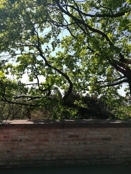 Sunlight filters through the vibrant green leaves of a tree, casting serene shadows on an old brick wall in a peaceful outdoor setting.