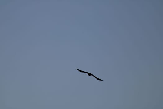 A large bird is seen soaring high above, its wings spread wide as it rides the gentle currents of air in a peaceful morning sky. The bright blue backdrop enhances its elegance.