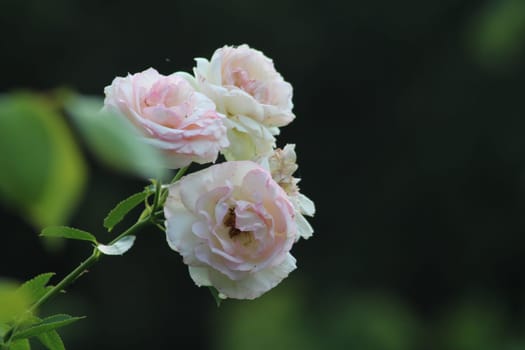 A cluster of soft pink and white roses captures the sunlight in a tranquil garden. The flowers are fully open, showcasing their intricate petals and lush green leaves.