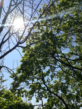 Sunlight streams through the lush green leaves of the trees, casting dappled light on the ground in a peaceful forest setting during daytime.