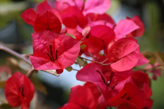 Bougainvillea branches display a profusion of vivid red flowers under bright sunlight, enhancing the beauty of a tropical garden atmosphere.