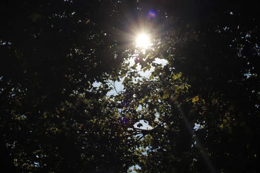 The warm sunlight streams through the dense canopy of greenery, casting gentle shadows on the ground below, creating a tranquil forest setting.