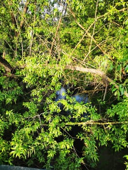 The early morning light filters through vibrant green leaves, illuminating a serene landscape where a hidden stream flows quietly, surrounded by lush vegetation.
