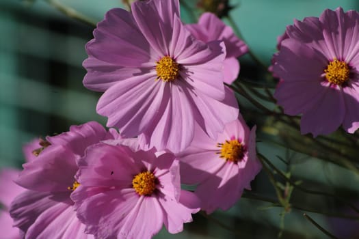 Pink cosmos flowers display their vibrant petals in a garden, soaking up sunlight. Their bright yellow centers attract pollinators, enhancing the spring atmosphere.
